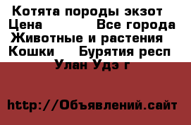 Котята породы экзот › Цена ­ 7 000 - Все города Животные и растения » Кошки   . Бурятия респ.,Улан-Удэ г.